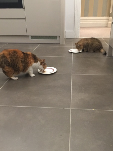 Four cat bowls for 50 pence....