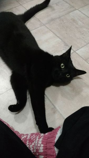 Crazy destructive new cat