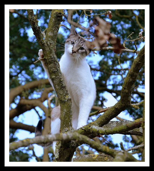 Cat photo thread!
