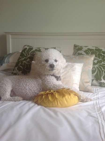 Show me your dogs while I'm waiting for mine!