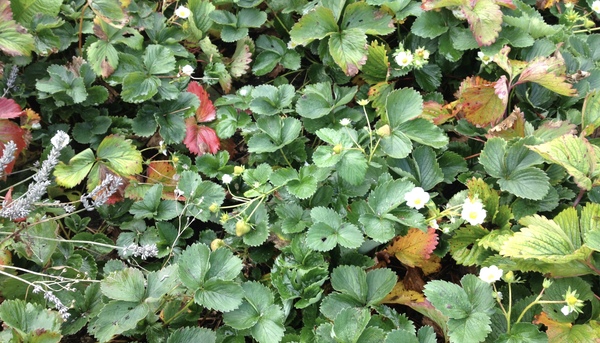 Allotment/Veg Patch - Thread 7 - The Harvesters Arms