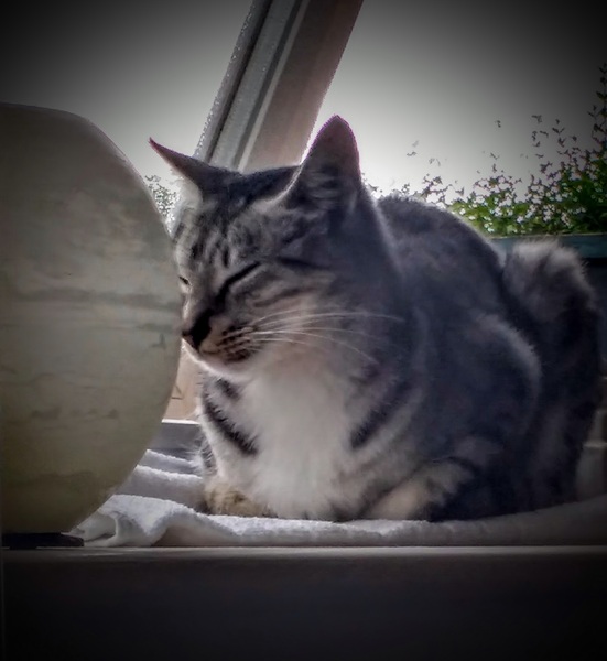 Semi feral rescue cat