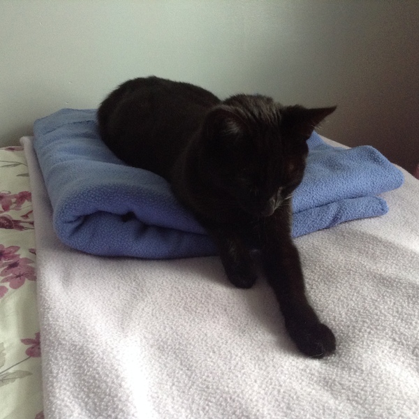 My Little Cat hasn't come home
