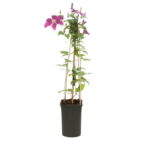 A good plant to gift for a November birthday?