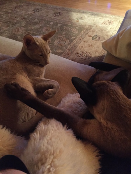 Siamese fix