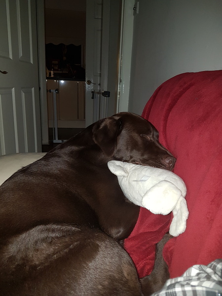 Show me your dogs while I'm waiting for mine!