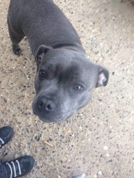 Staffies