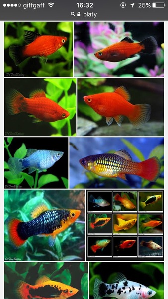 Please critique my goldfish care