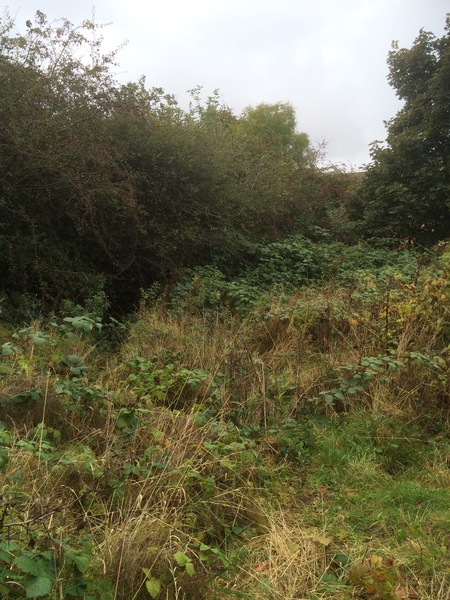 Allotment/Veg Patch - Thread 7 - The Harvesters Arms