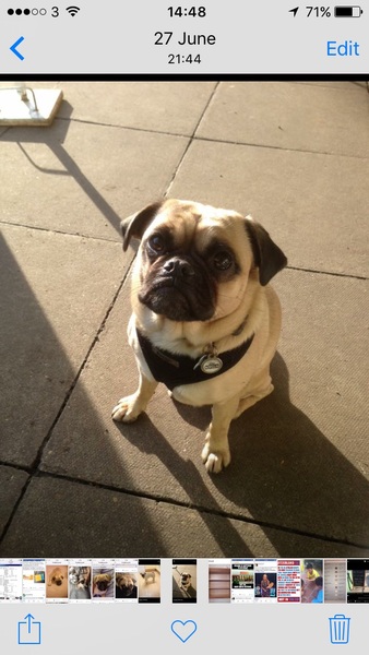 Show me your dogs while I'm waiting for mine!