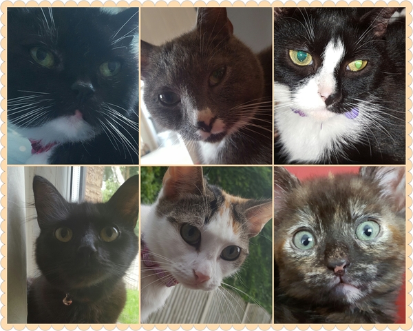 Cat photo thread!