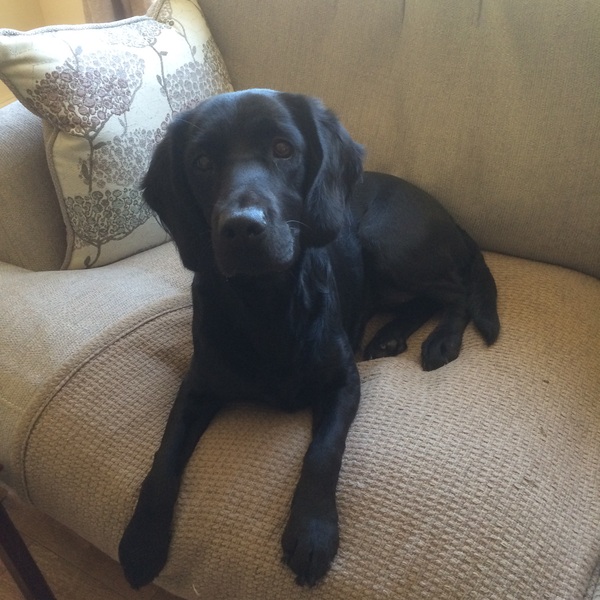 Show me your dogs while I'm waiting for mine!