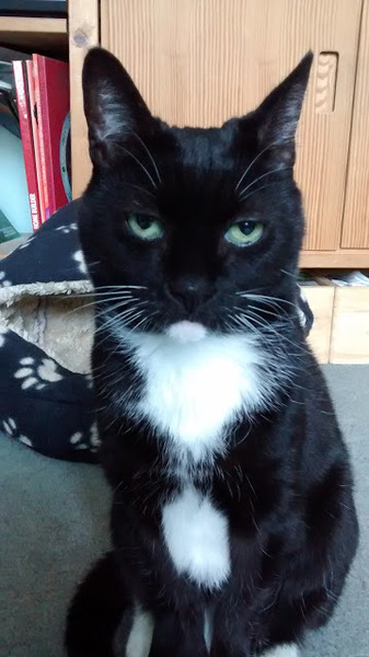 Cat photo thread!