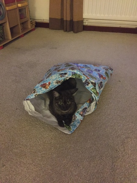 Kitten food for sensitive tummy?