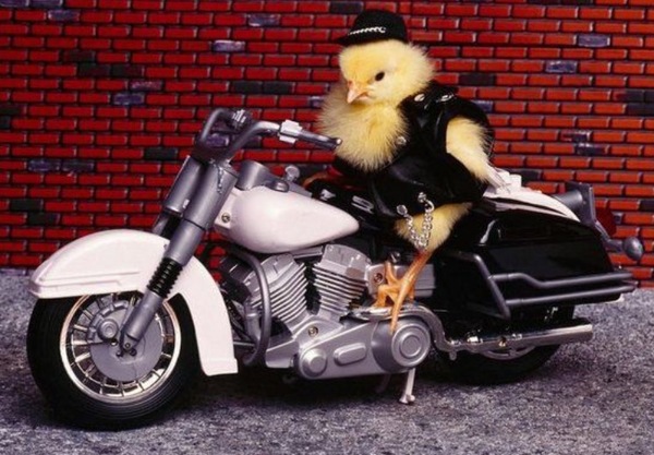 Chicken pics