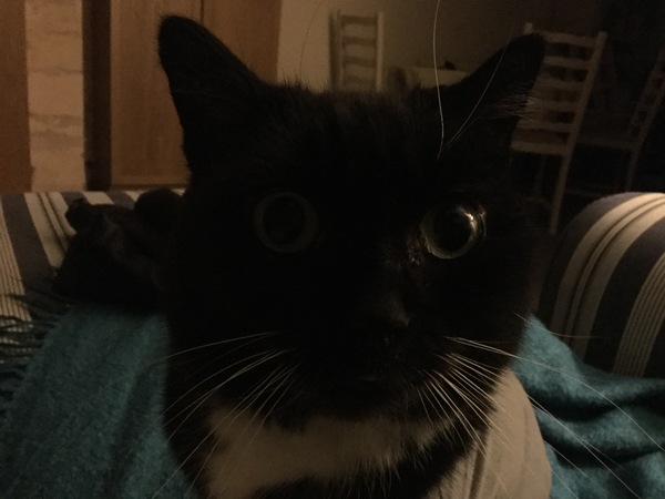Clingy pets