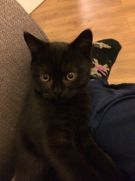 New kittens here too!