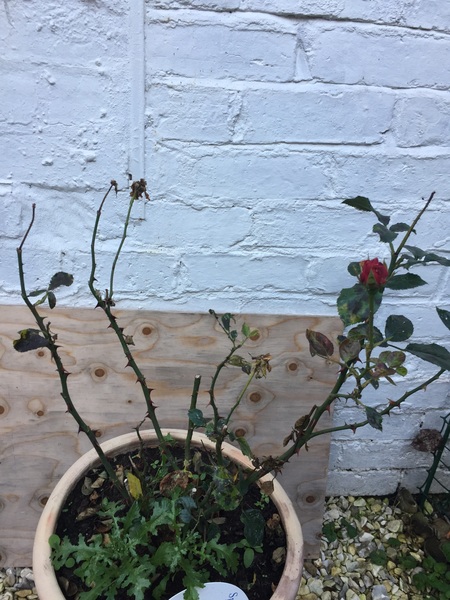 Growing roses