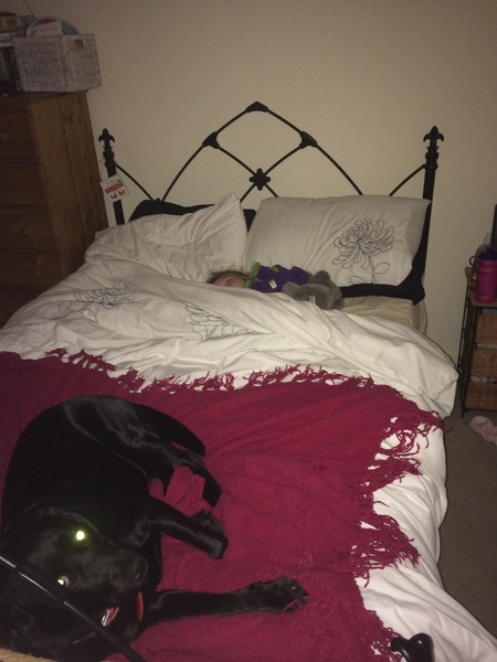 Where does your dog sleep at night ?