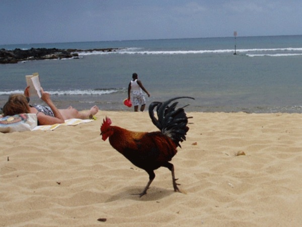 Chicken pics