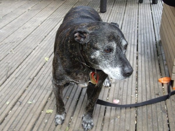 Staffies