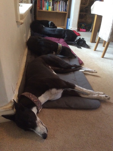 Show me your dogs while I'm waiting for mine!