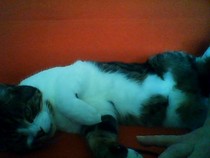 Cat photo thread!