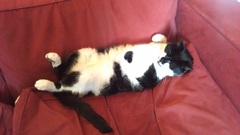 To want to rehome our bloody miserable cat?