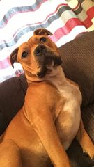 Show me your dogs while I'm waiting for mine!