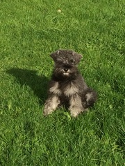 Show me your dogs while I'm waiting for mine!