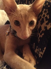 Siamese fix
