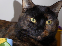 The Friendly Frugaleers, saving and chatting as autumn arrives