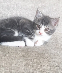 To think this kitten is BROWN!?