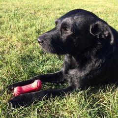 Show me your dogs while I'm waiting for mine!