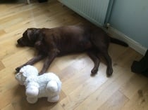 Show me your dogs while I'm waiting for mine!