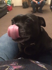 Staffies