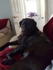 Show me your dogs while I'm waiting for mine!