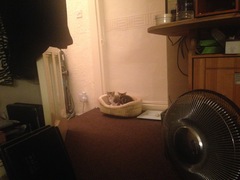 New kittens here too!
