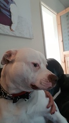 New to dog owning, Tips especially RE BARF or Feeding Raw?