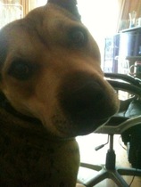 Staffies