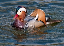 How do I find high resolution photos of ducks - can anyone help please?