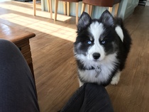 Show me your dogs while I'm waiting for mine!