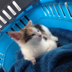 KITTENS!!!