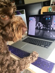 Show me your dogs while I'm waiting for mine!