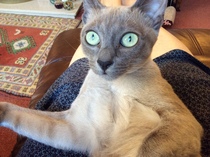 I need to rehome my kitten :-(