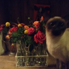 Siamese fix