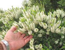 Name that tree (!)