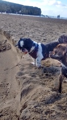 Show me your dogs while I'm waiting for mine!