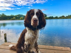 Show me your dogs while I'm waiting for mine!