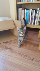To think this kitten is BROWN!?